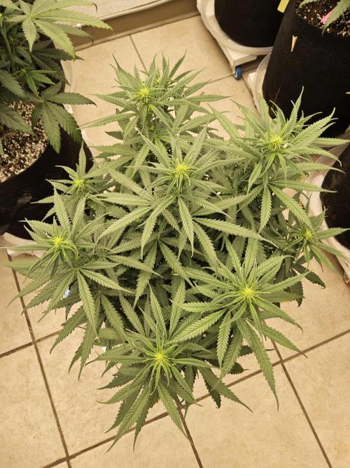 Turbo Amnesia. Week 9