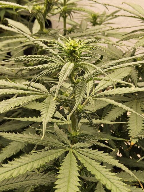 Turbo Amnesia. Week 9