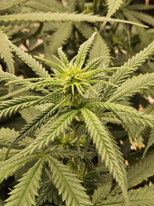 Turbo Amnesia. Week 9
