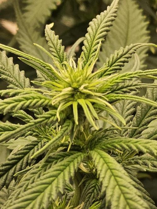 Turbo Amnesia. Week 9