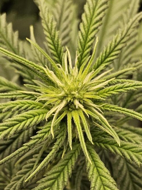 Turbo Amnesia. Week 9