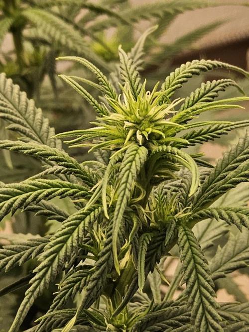Turbo Amnesia. Week 9