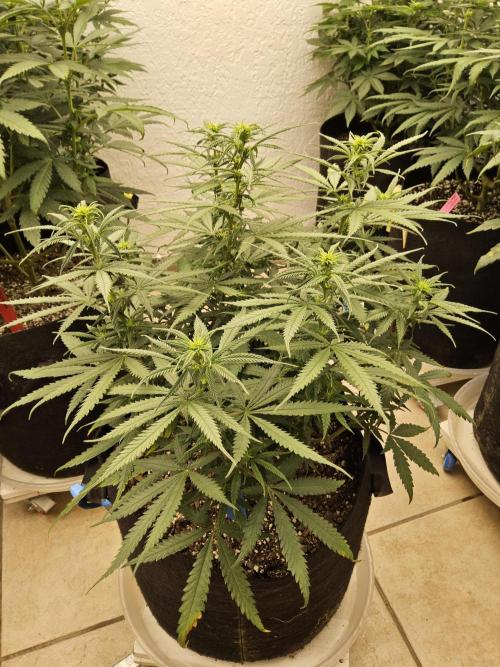 Turbo Amnesia. Week 9