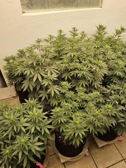 Turbo Amnesia. Week 9