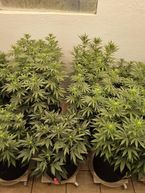 Turbo Amnesia. Week 9