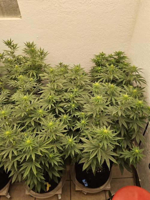 Turbo Amnesia. Week 9