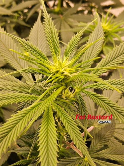 Fat Bastard. Week 9
