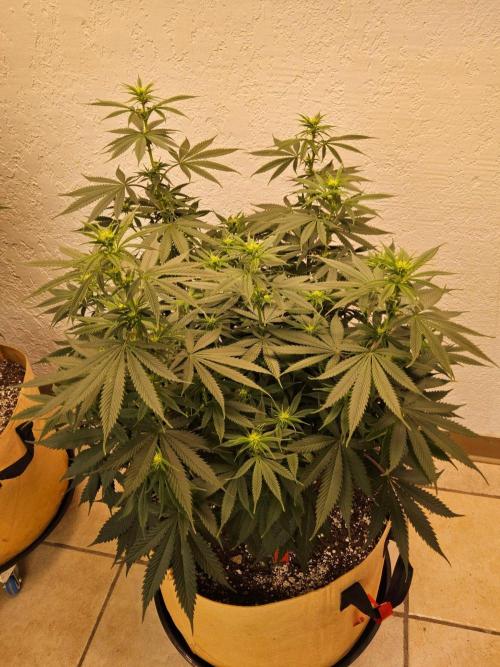 Fat Bastard. Week 9