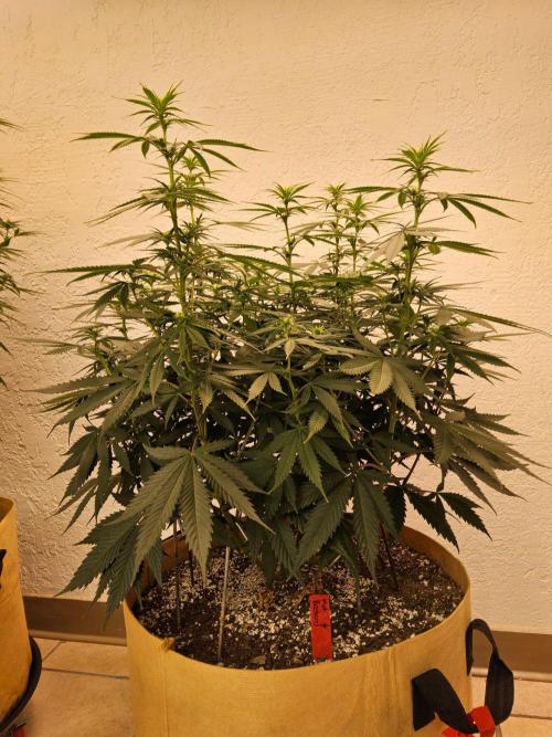 Fat Bastard. Week 9