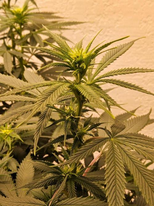 Fat Bastard. Week 9