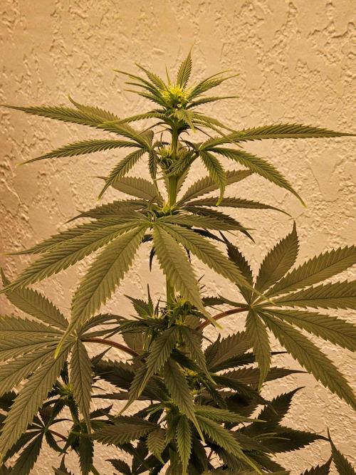 Fat Bastard. Week 9