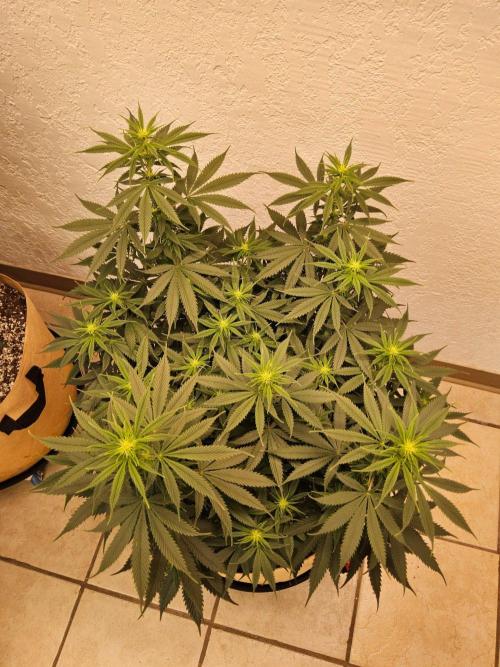Fat Bastard. Week 9