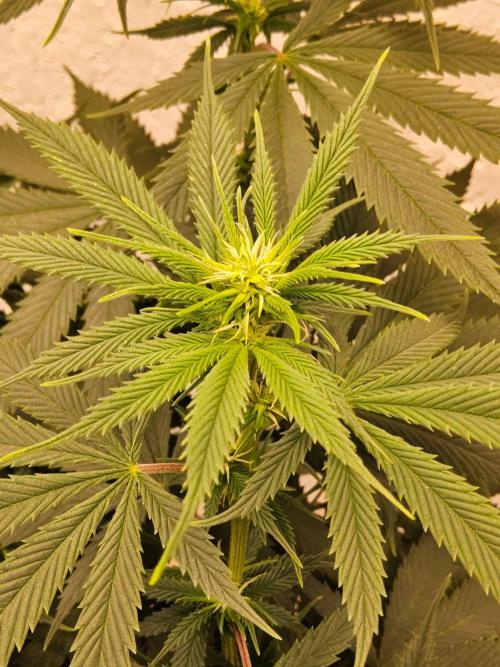 Fat Bastard. Week 9