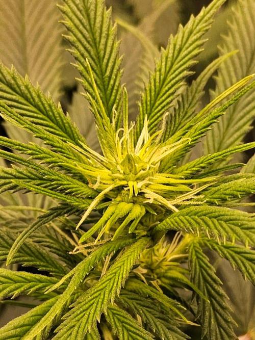 Fat Bastard. Week 9