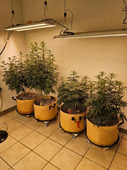 Fat Bastard. Week 9