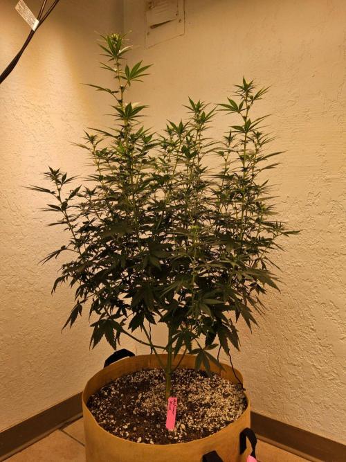 Supreme Roadrunner. Week 9
