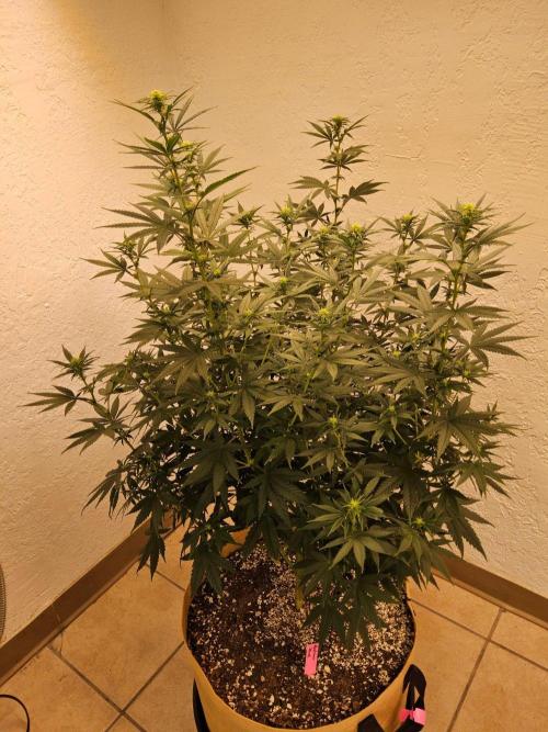 Supreme Roadrunner. Week 9