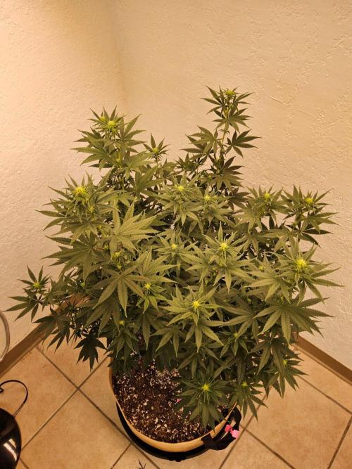 Supreme Roadrunner. Week 9