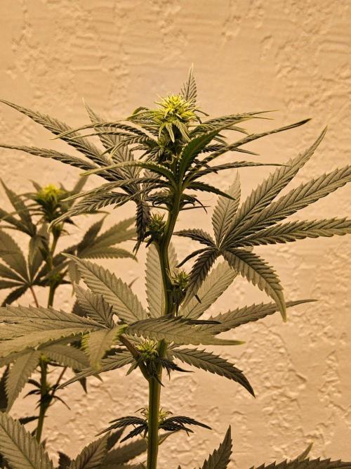 Supreme Roadrunner. Week 9