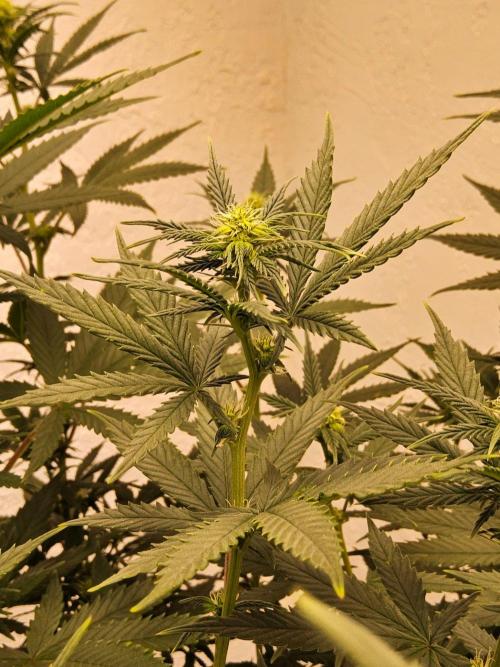 Supreme Roadrunner. Week 9