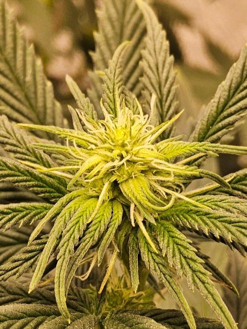Supreme Roadrunner. Week 9