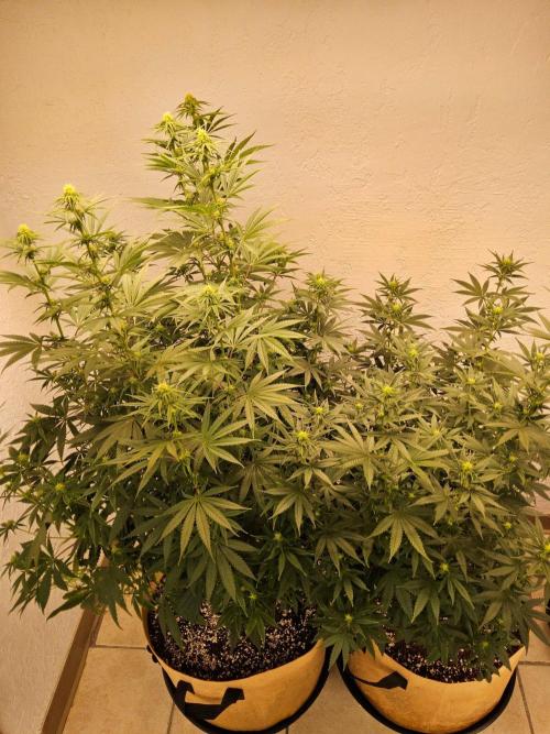 Supreme Roadrunner. Week 9
