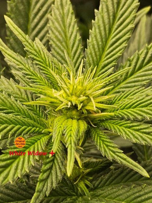 White Widow Plus. Week 9