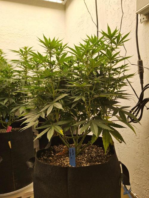 White Widow Plus. Week 9