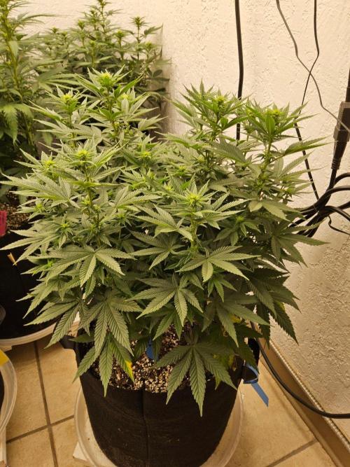 White Widow Plus. Week 9