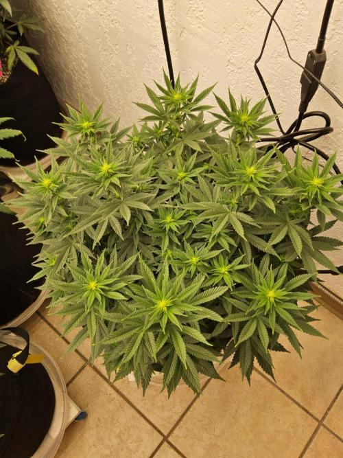 White Widow Plus. Week 9