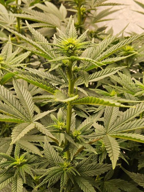 White Widow Plus. Week 9