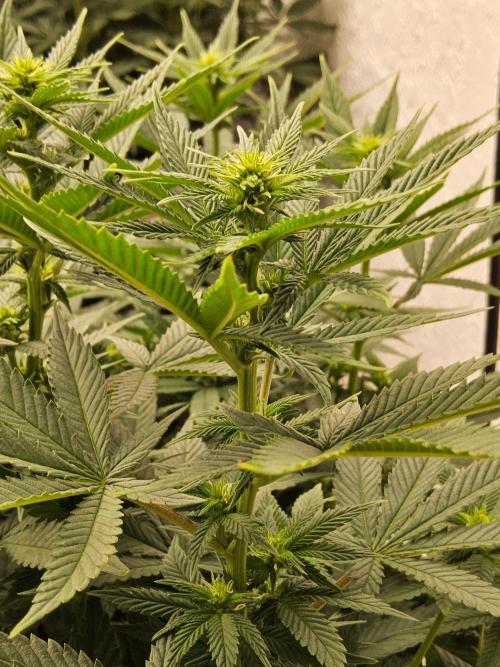 White Widow Plus. Week 9
