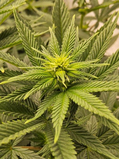 White Widow Plus. Week 9
