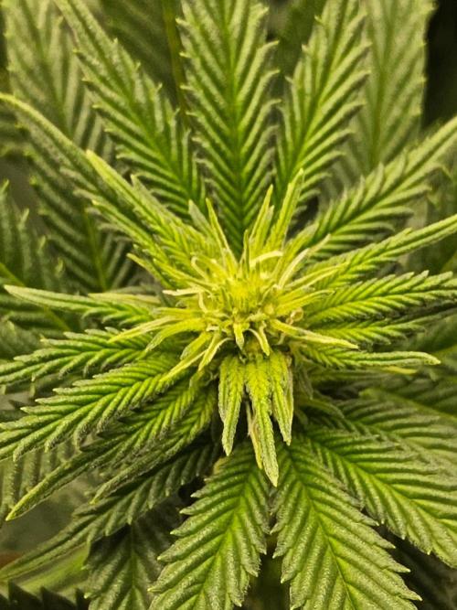 White Widow Plus. Week 9