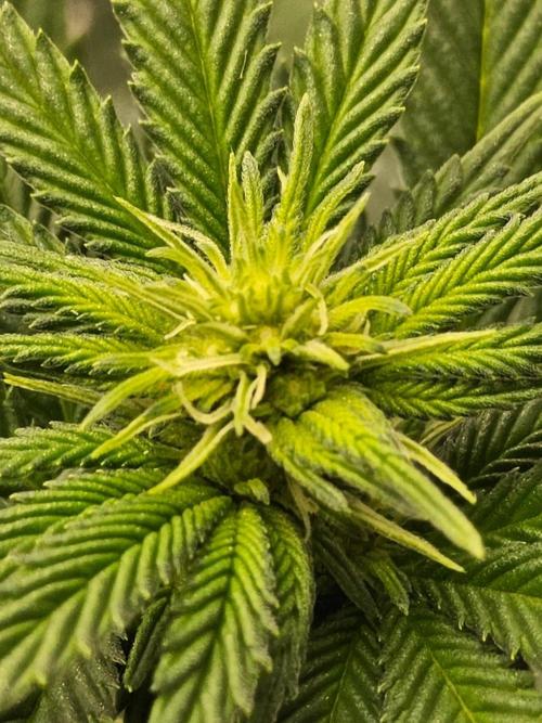 White Widow Plus. Week 9