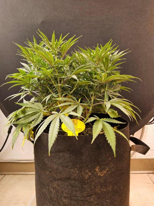 White Widow Plus. Week 9 - LAST GROW 
Around the same stage of growth 