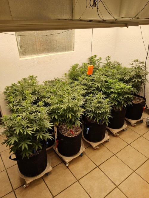 White Widow Plus. Week 9