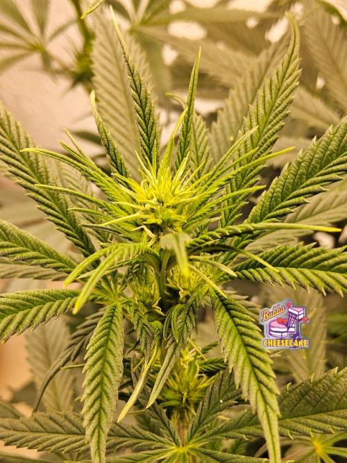 Bubba Seedsman. Week 9