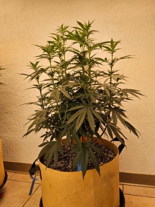 Bubba Seedsman. Week 9