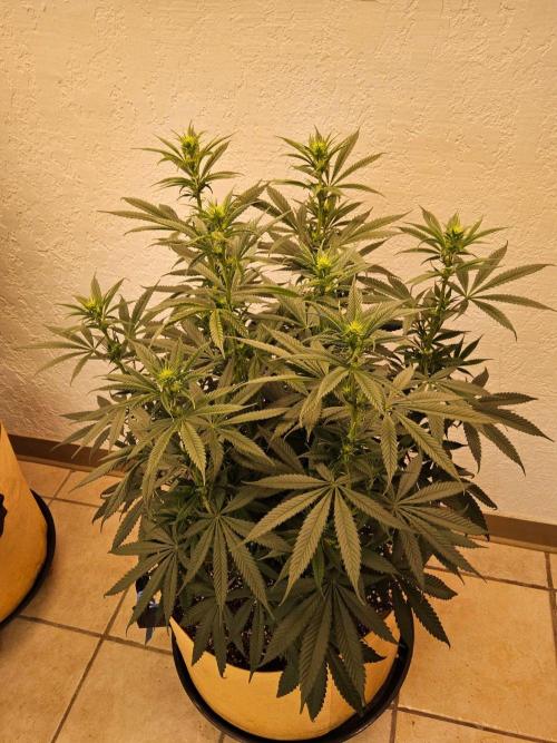 Bubba Seedsman. Week 9
