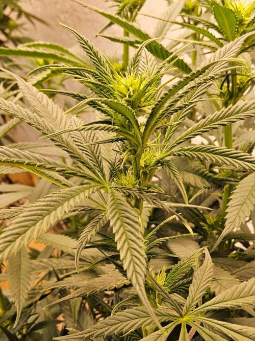 Bubba Seedsman. Week 9