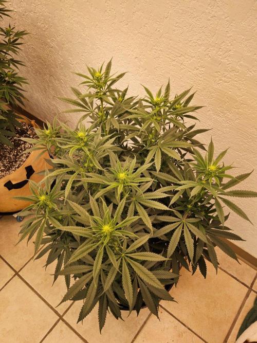 Bubba Seedsman. Week 9
