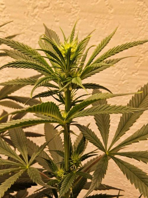 Bubba Seedsman. Week 9