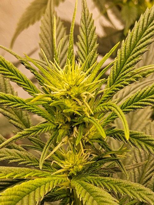 Bubba Seedsman. Week 9
