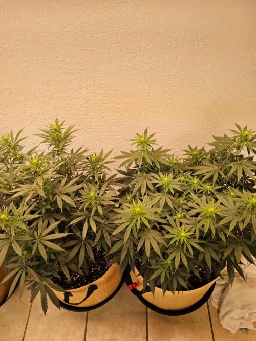 Bubba Seedsman. Week 9