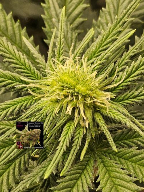 Regrow of Cheesus. Week 9