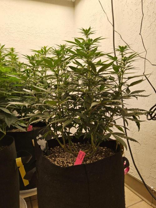 Regrow of Cheesus. Week 9