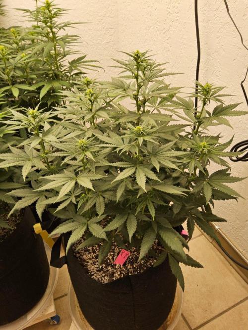 Regrow of Cheesus. Week 9