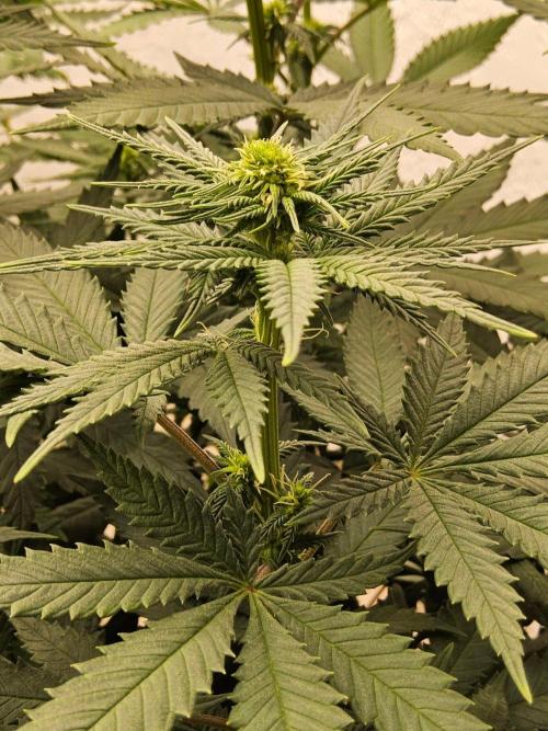 Regrow of Cheesus. Week 9