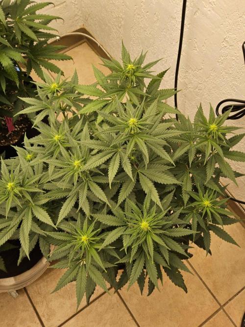 Regrow of Cheesus. Week 9